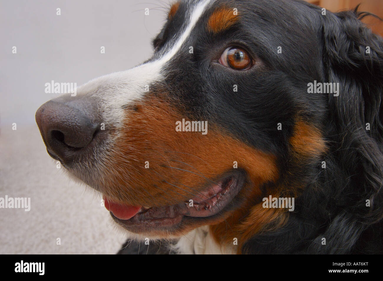 Bouvier bernois Foto Stock