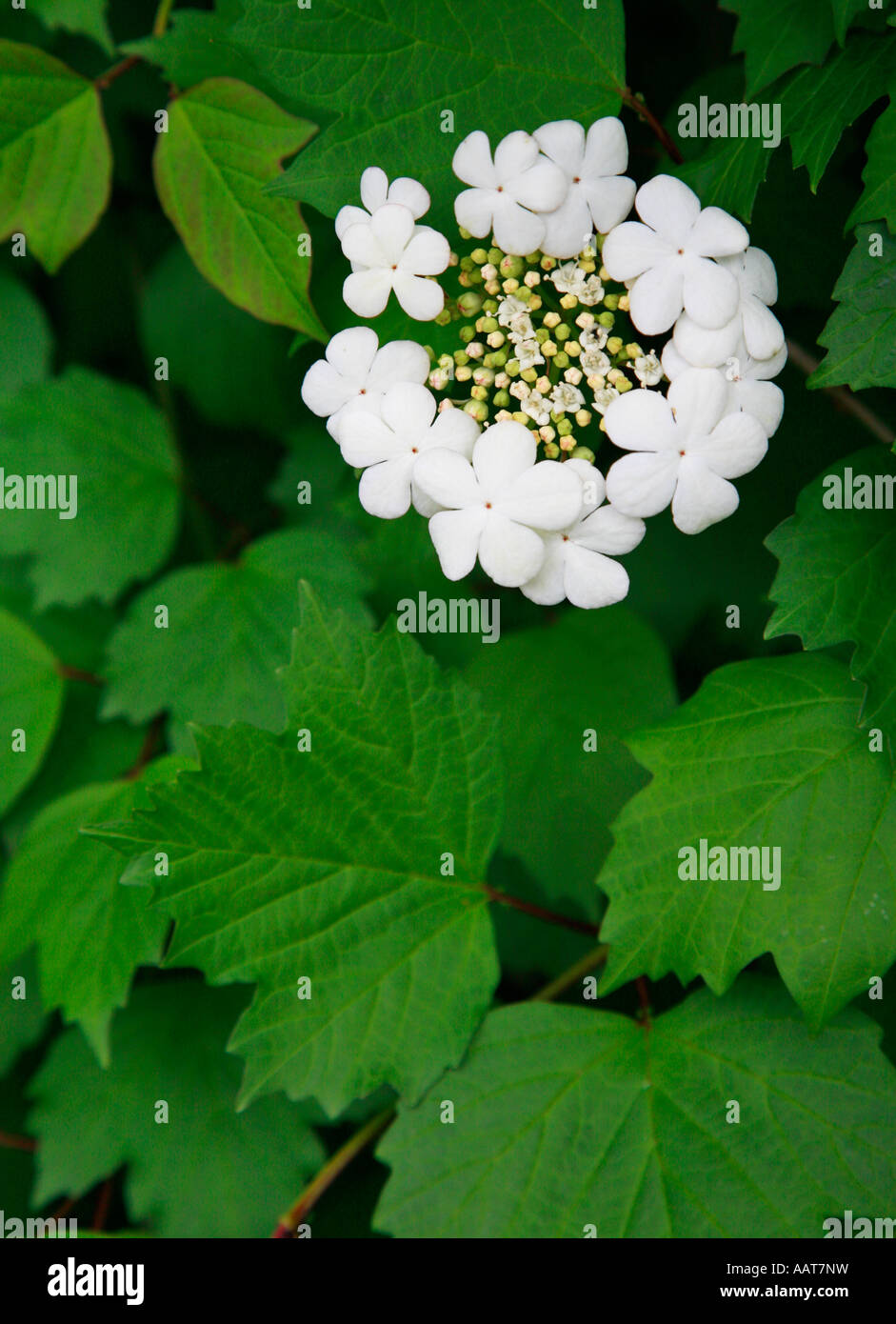 Wild Rose viburno Viburnum opulus crescente nelle frange di bosco Foto Stock