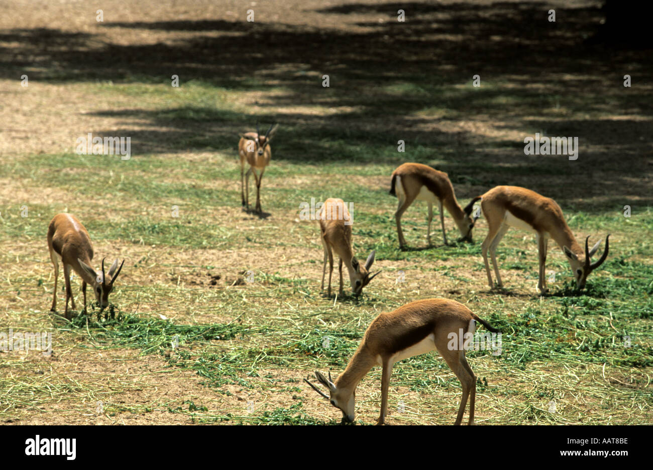 Gruppo di Mule Deer in Tunisia Tozeur zoo Foto Stock