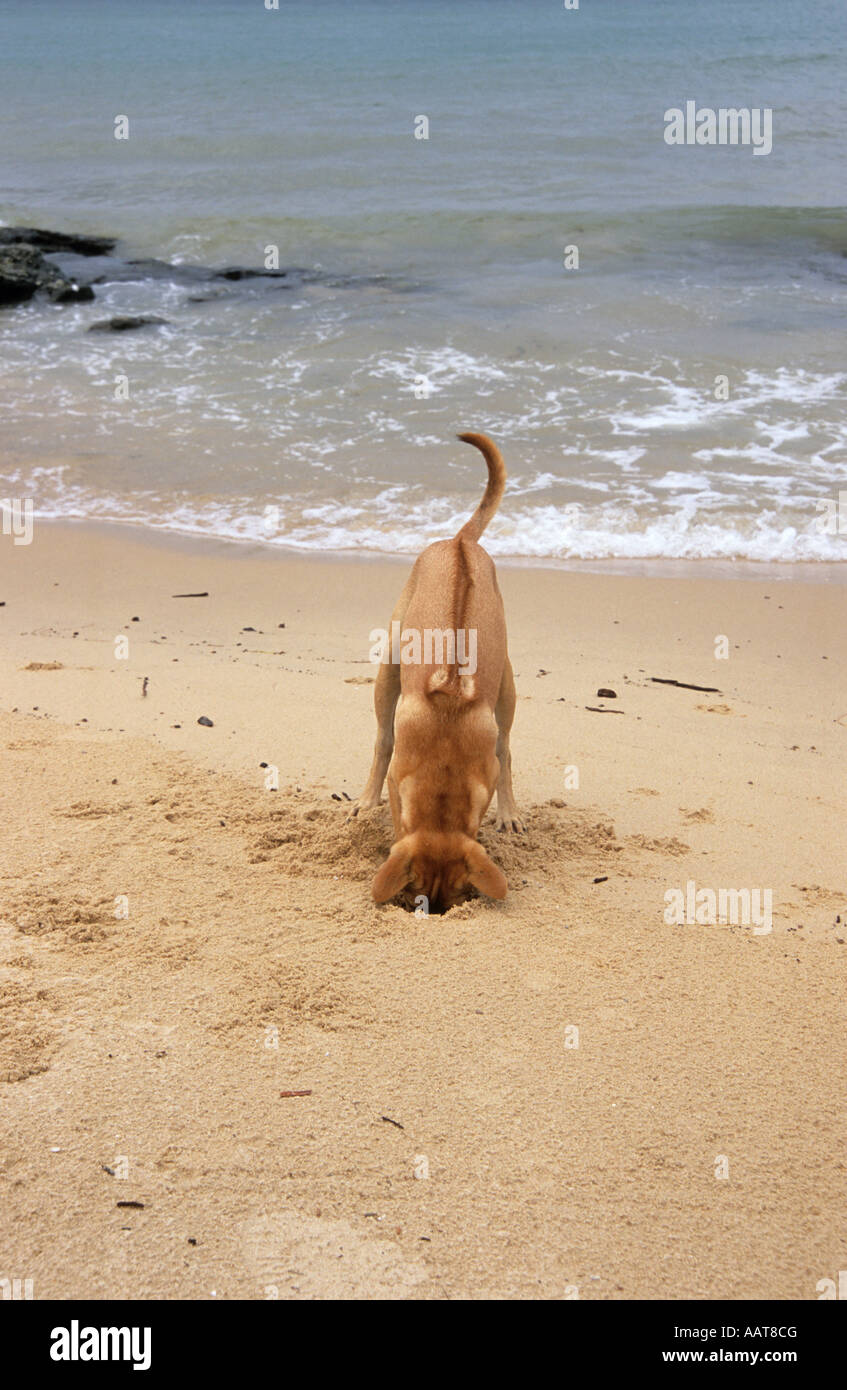 L'unità Phu Quoc cane Ridgeback scavando dei granchi Foto Stock