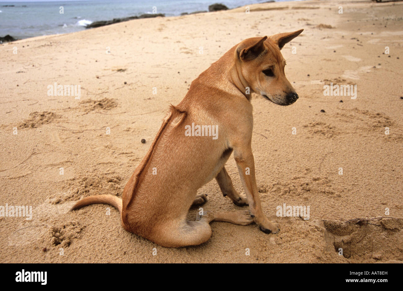 Phu Quoc cane, Thai Ridgeback, Phu Quoc Island, Vietnam Foto Stock