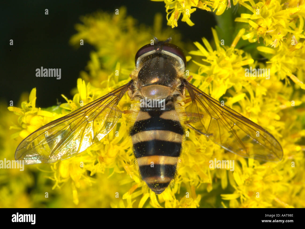 Syrphid fly fly fiore syrphid diptera wasp mimic Foto Stock