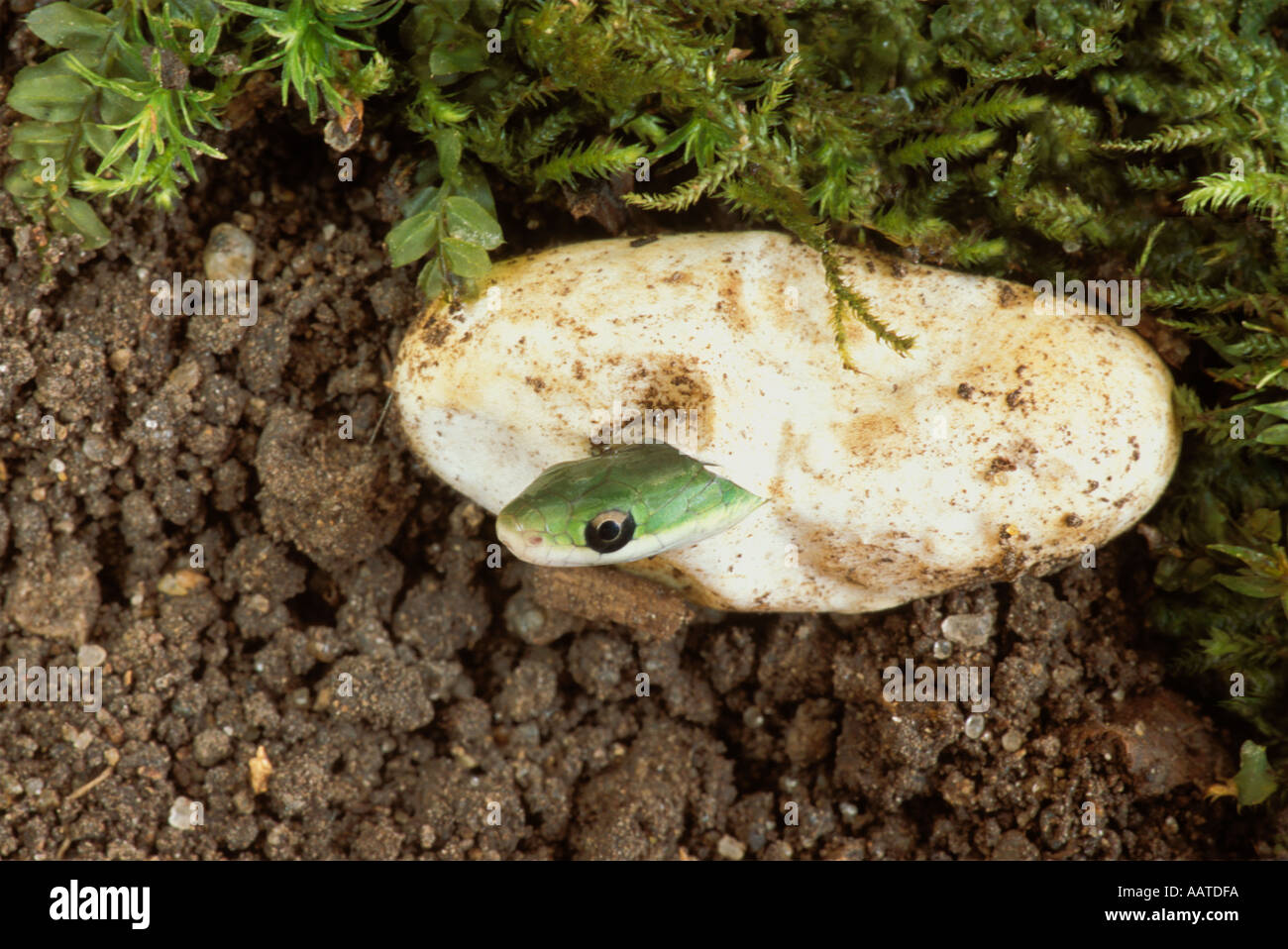 Ruvido green snake (Opheodrys aestivus) rottura del guscio delle uova, Missouri USA Foto Stock