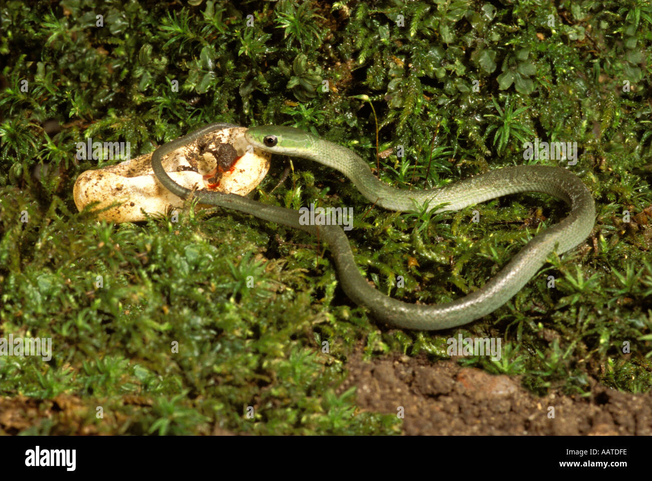 Neonato serpente verde ruvido, Opheodrys aestivus, appena nato riposa accanto al suo guscio d'uovo, Missouri USA Foto Stock