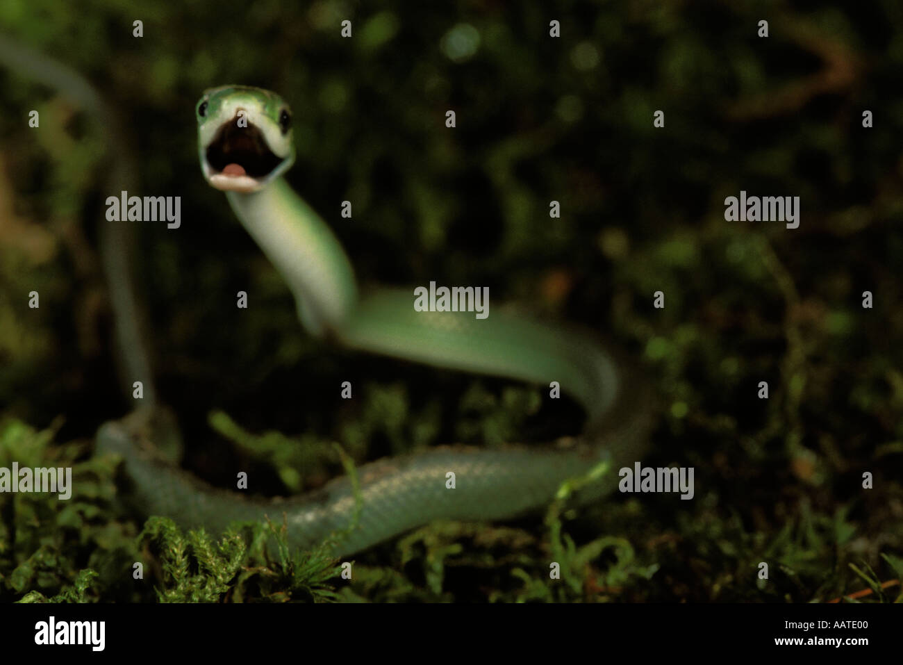 Ruvido green snake (Opheodrys aestivius) la bocca aperta per avvertire i predatori off Foto Stock