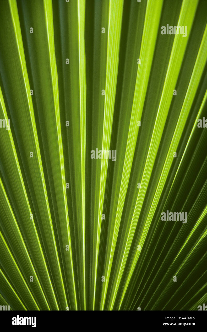Fronda della palma del ventilatore Foto Stock
