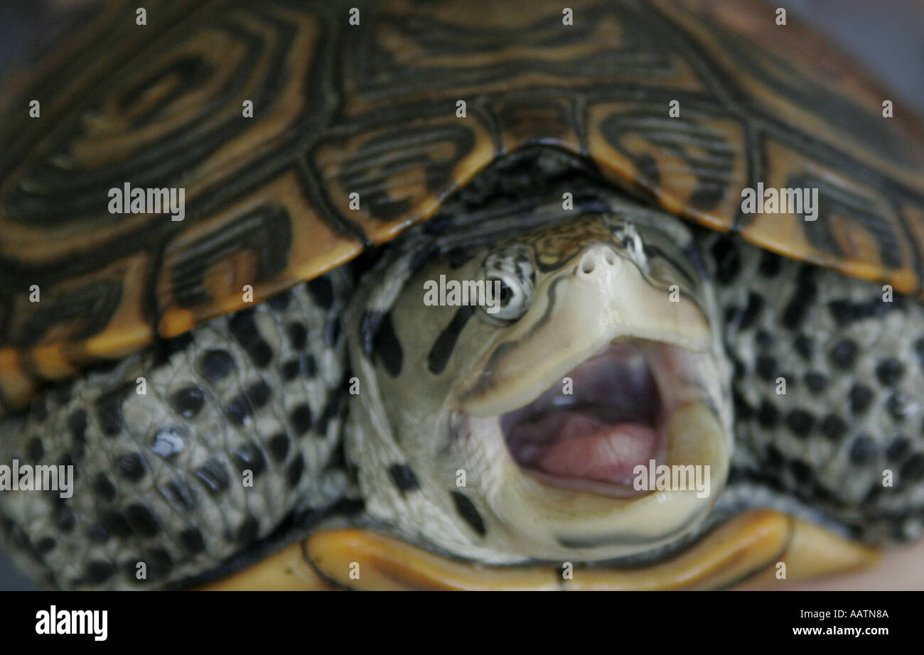 Bug eyed urla turtle Foto Stock