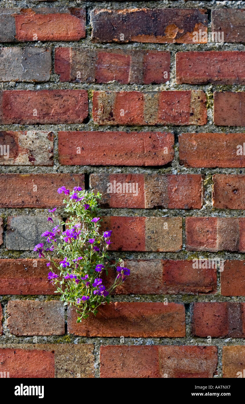 Aubrieta 'Dottore muli' fiori su un rosso un muro di mattoni. Regno Unito Foto Stock