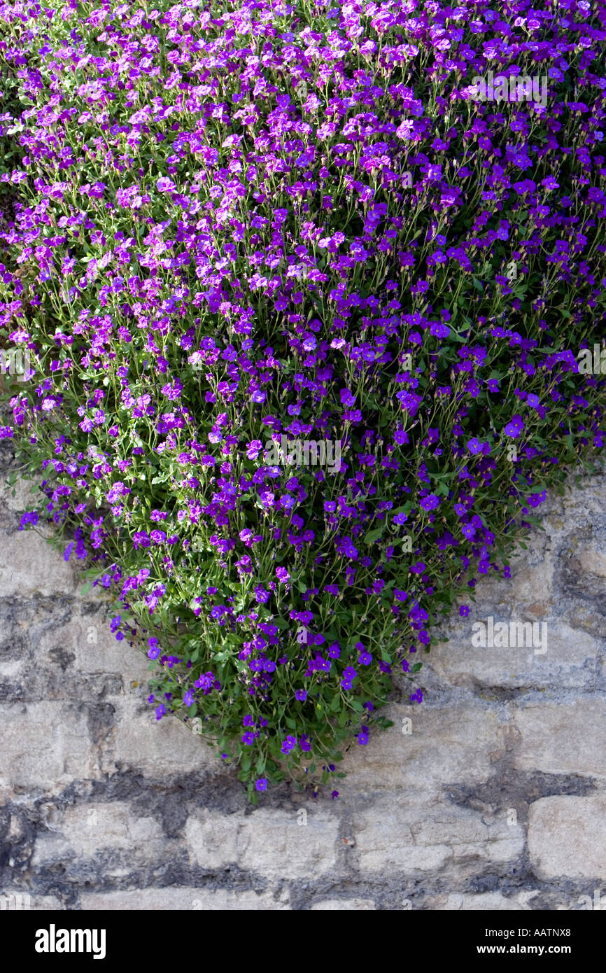 Aubrieta 'Dottore muli' fiori su un muro di pietra. Regno Unito Foto Stock