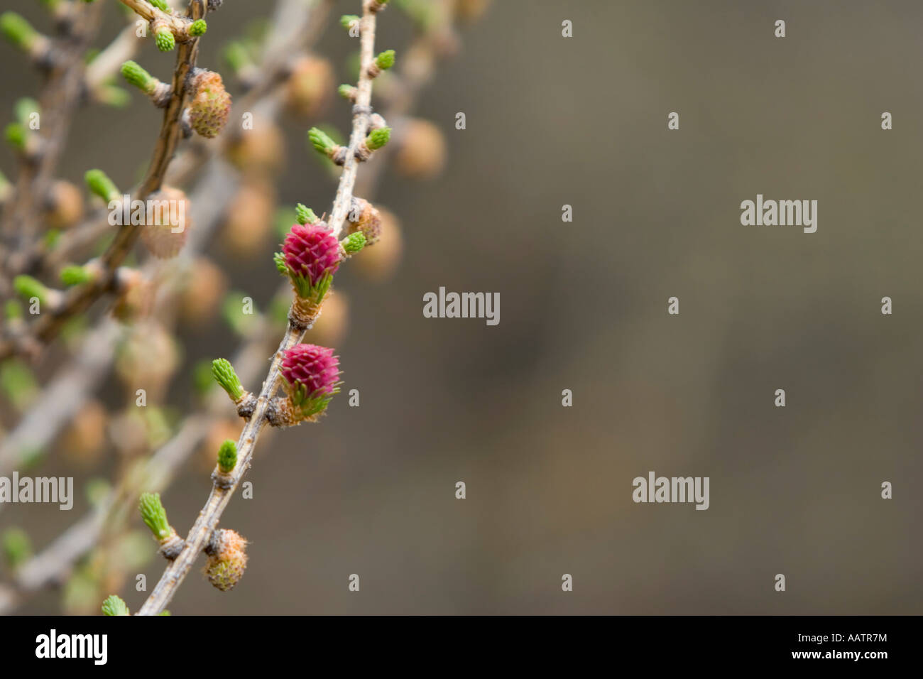 Frutto o fiore di larice, Larix. L'Italia, Europa Foto Stock