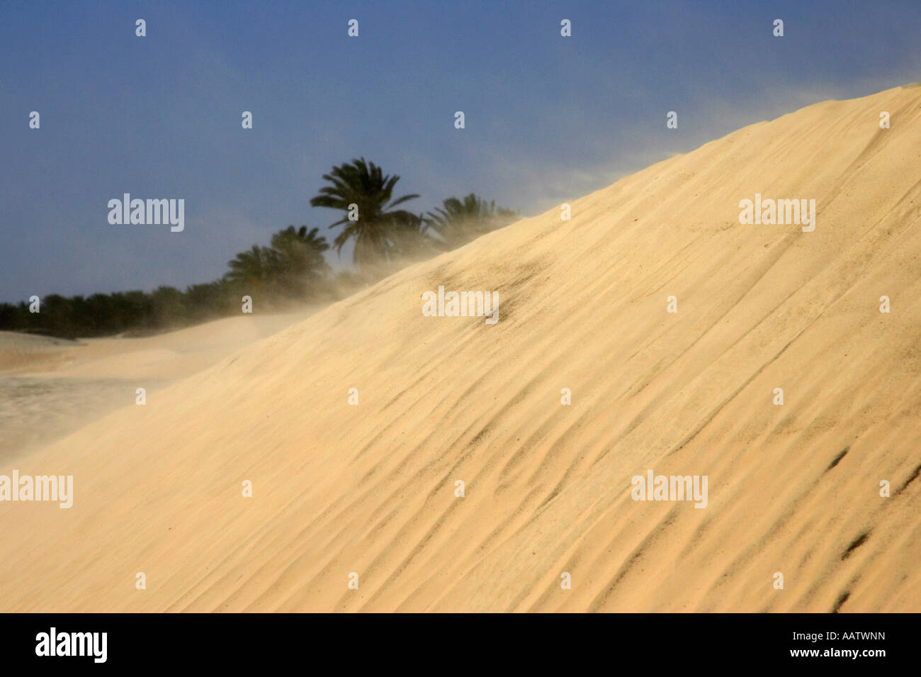 Sabbie mobili sconfinare nelle oasi area oltre dune di sabbia nel deserto del Sahara a Douz Tunisia Foto Stock