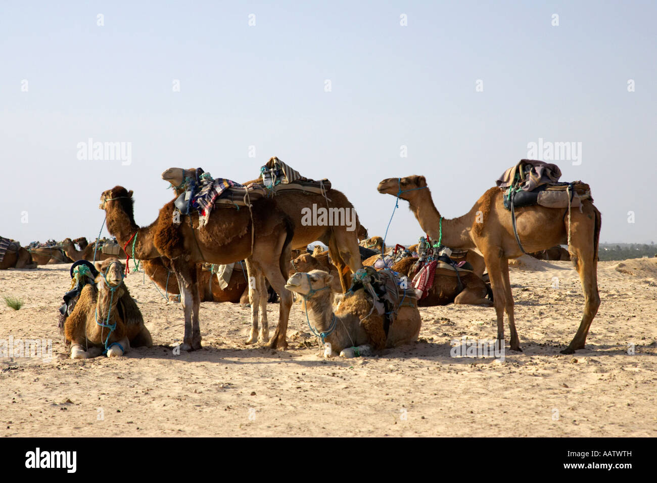 I cammelli con le selle per gite turistiche resto nel sole caldo nel deserto del Sahara a Douz Tunisia Foto Stock