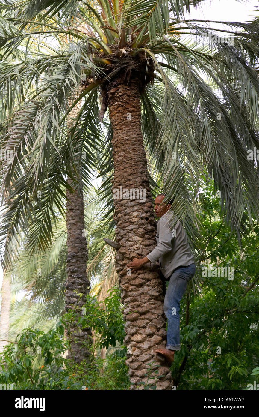 Lavoratore locale data di arrampicata palm alla data pollenate albero in Tozeur tunisia Foto Stock