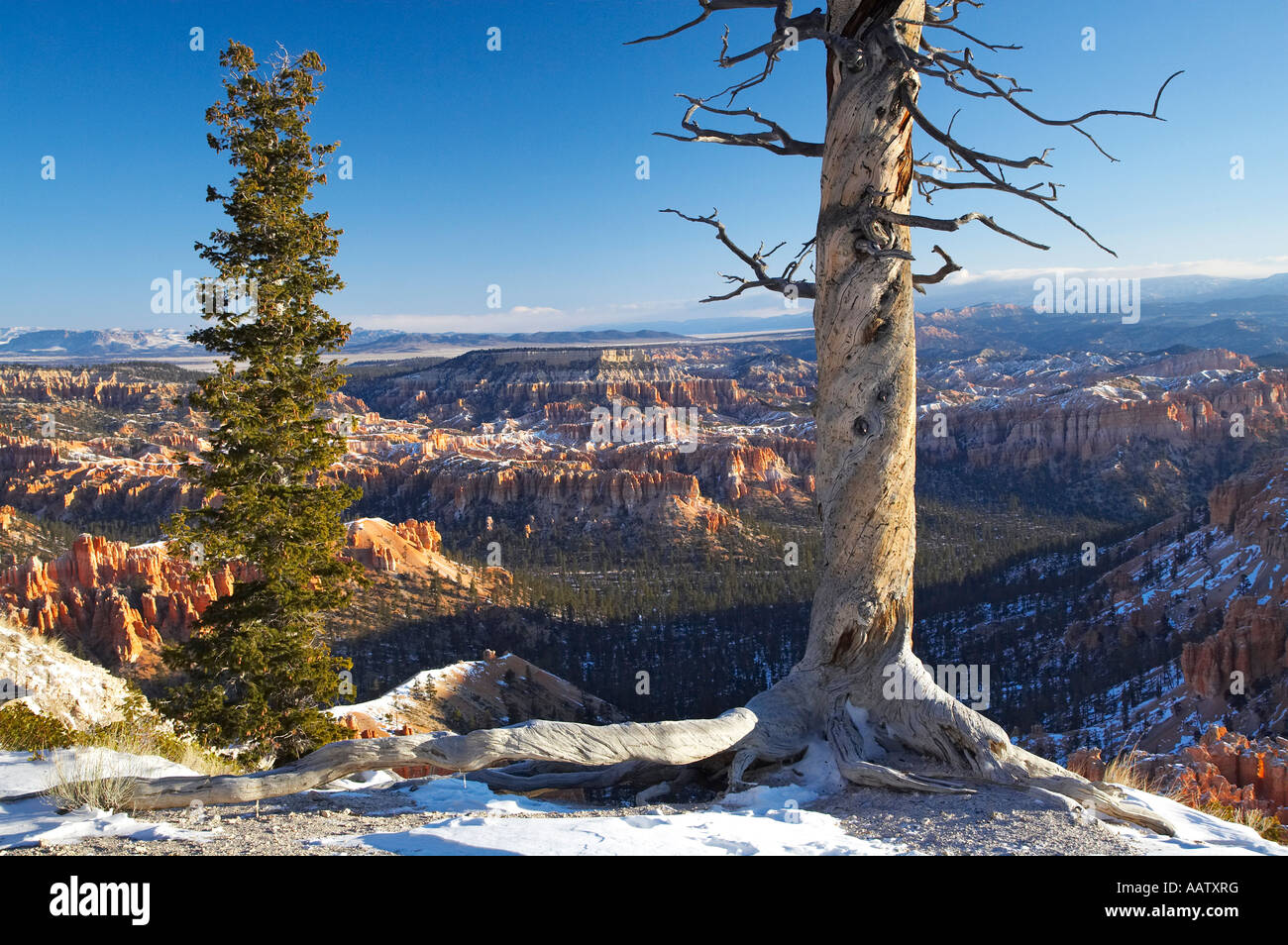 Albero morto e albero vivo Bryce Canyon National Park nello Utah Stati Uniti d'America Foto Stock