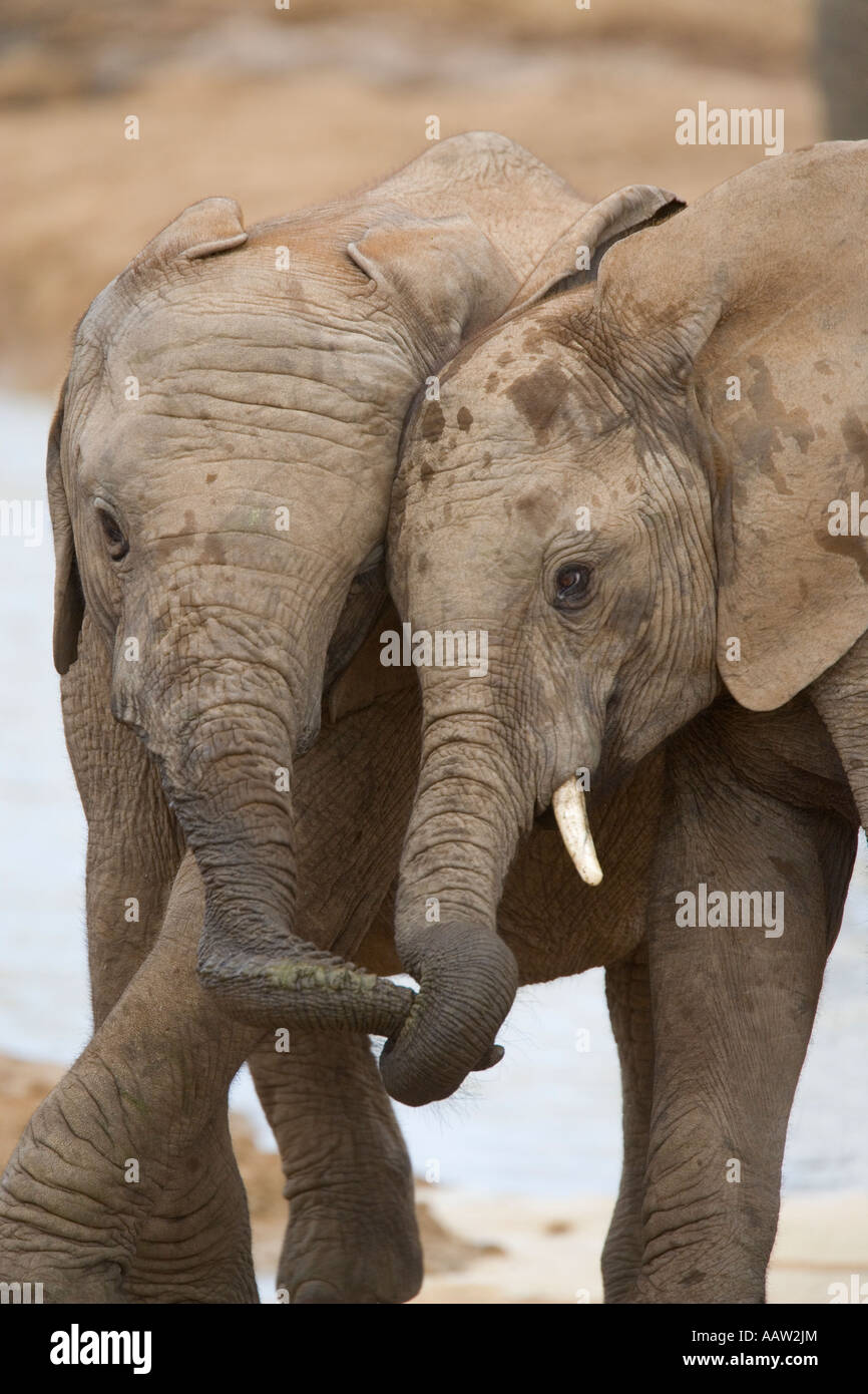 Baby elefanti Loxodonta africana nuzzling Addo Elephant Park capo orientale del Sud Africa Foto Stock