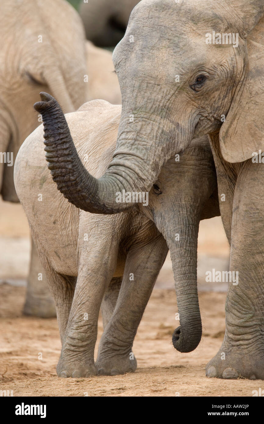 Elefante africano Loxodonta africana Addo Elephant National Park in Sud Africa Foto Stock