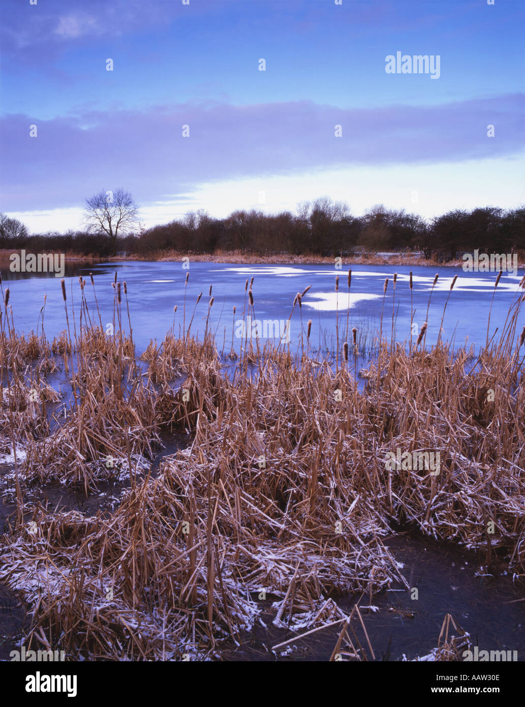 Clifton stagno a Attenborough Riserva Naturale Nottingham Foto Stock