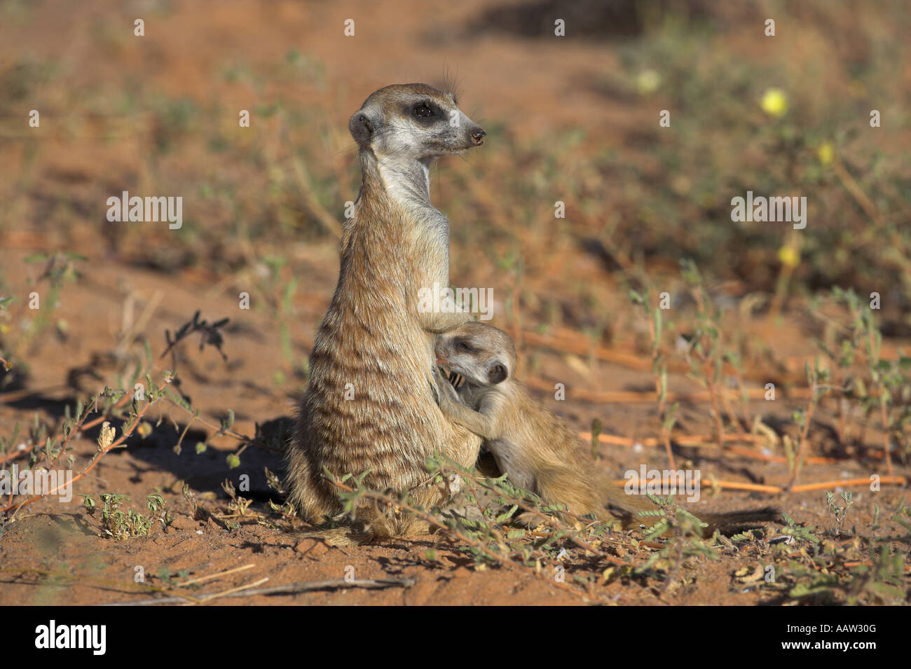 Meerkat Suricata suricatta allattamento baby Kgalagadi Parco transfrontaliero Northern Cape Sud Africa Foto Stock