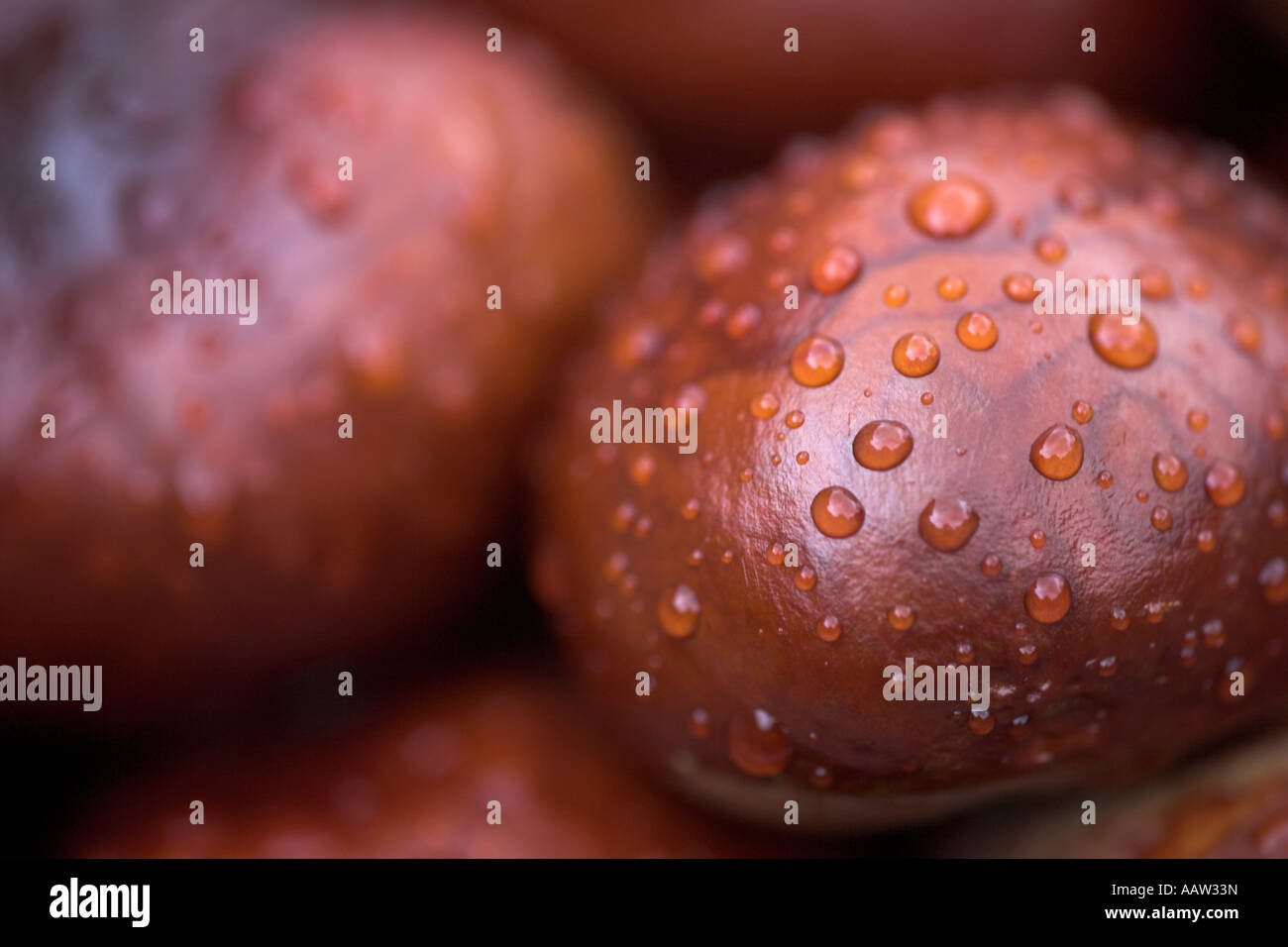 Ippocastani Aesculus hippocastanum dopo rain REGNO UNITO Foto Stock