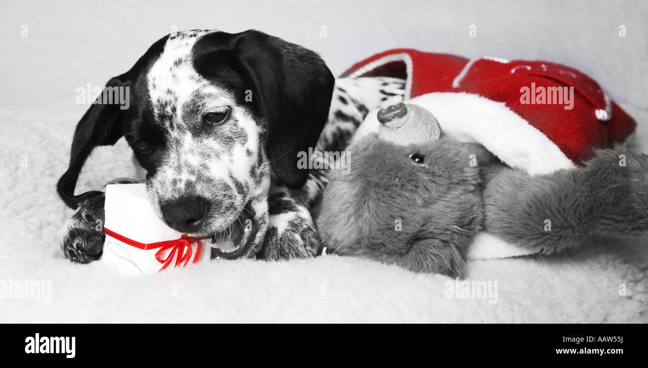 Dalmata cucciolo masticare su un regalo di natale con Teddy e lo stoccaggio  Foto stock - Alamy