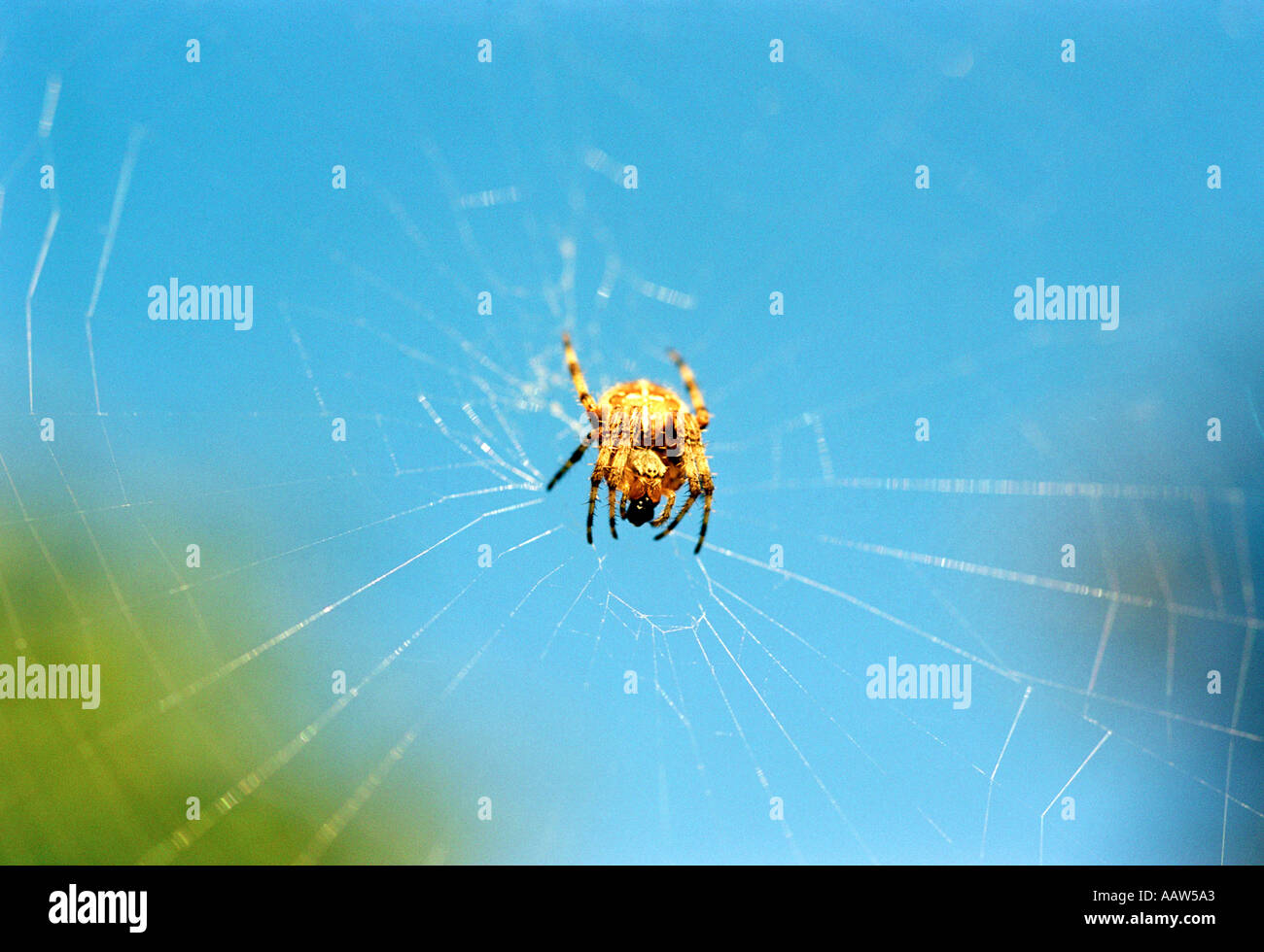 La ragnatela, ragno sul suo web Foto Stock