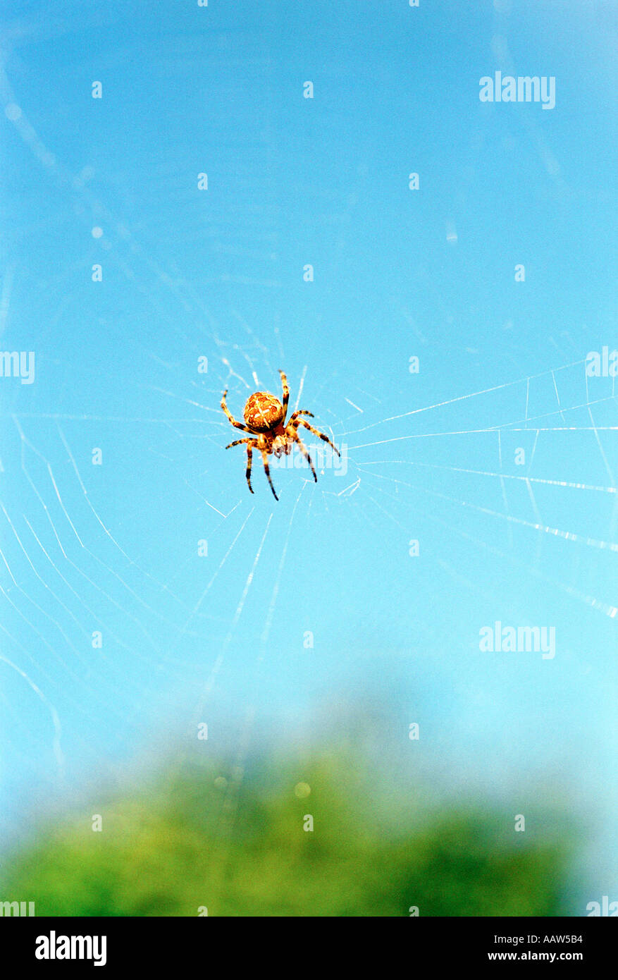 La ragnatela, ragno sul suo web Foto Stock