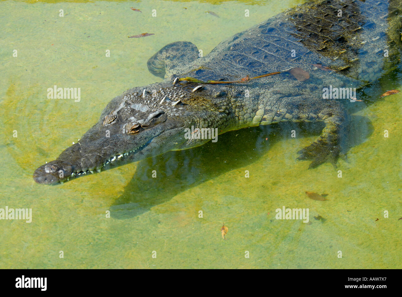 Coccodrillo americano Crocodylus acutus Foto Stock