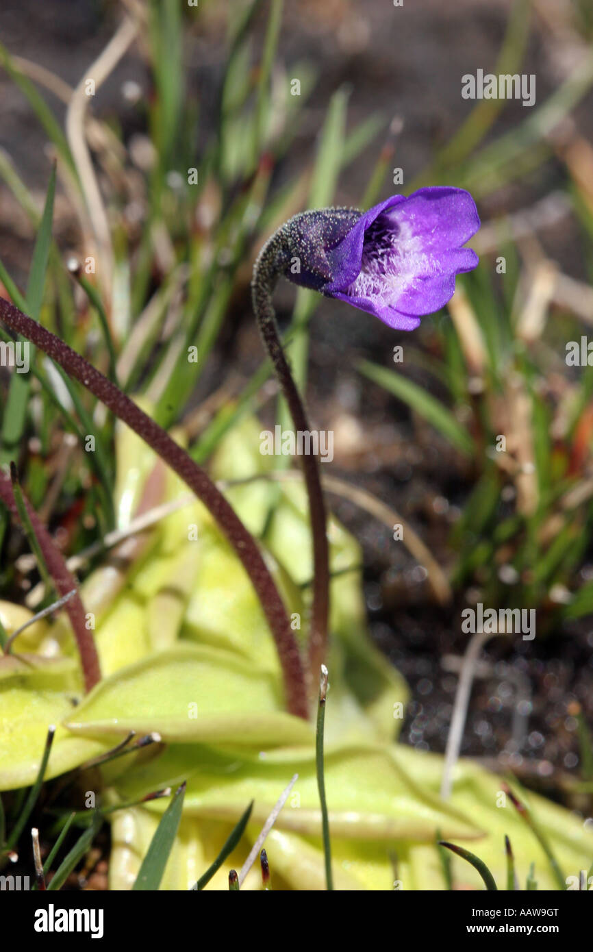 Butterwort comune Pinguicula vulgaris Isle of Mull Scotland Foto Stock