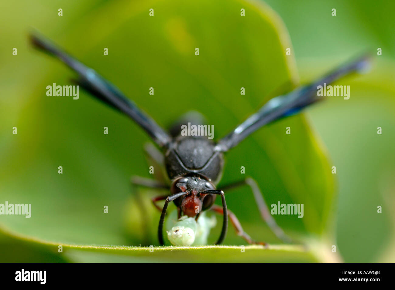 Una vespa (specie: Delta emarginatum, famiglia: eumenidae, ordine: imenotteri) punge un bruco su una pianta in Sud Africa. Foto Stock