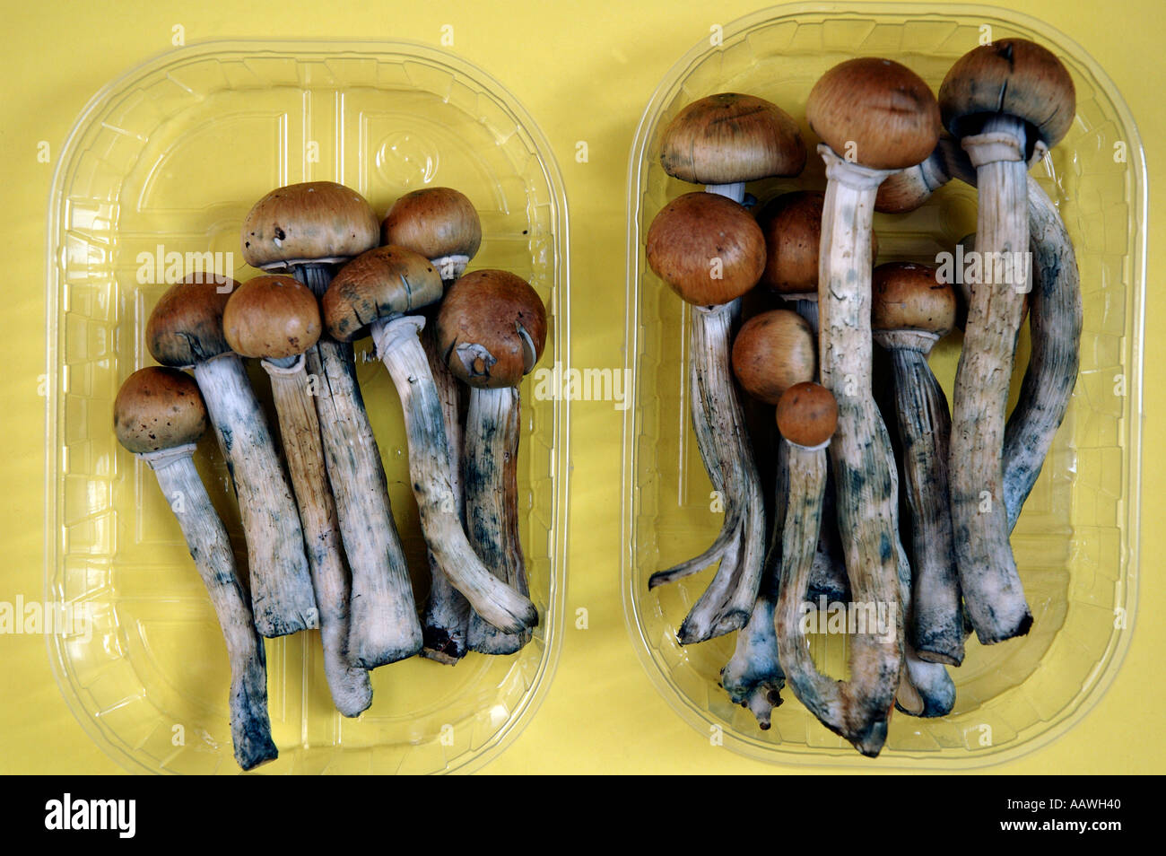 Colombiano freschi i funghi magici legalmente in vendita nel mercato di Camden Londra Giugno 2005 presto la loro vendita sarà illegale. Foto Stock