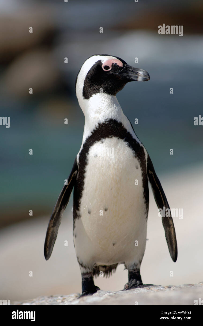 Jackass penguin (Sphenicus demersis), noto anche come un pinguino africano, a Boulders Beach a Città del Capo in Sud Africa. Foto Stock