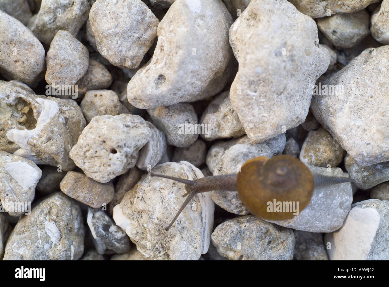 Lumaca di terra rocciosa sul terreno ruvido resistente disagio andando perse unbelonging fuori luogo i tempi duri strada irregolare percorso difficile problemi Foto Stock