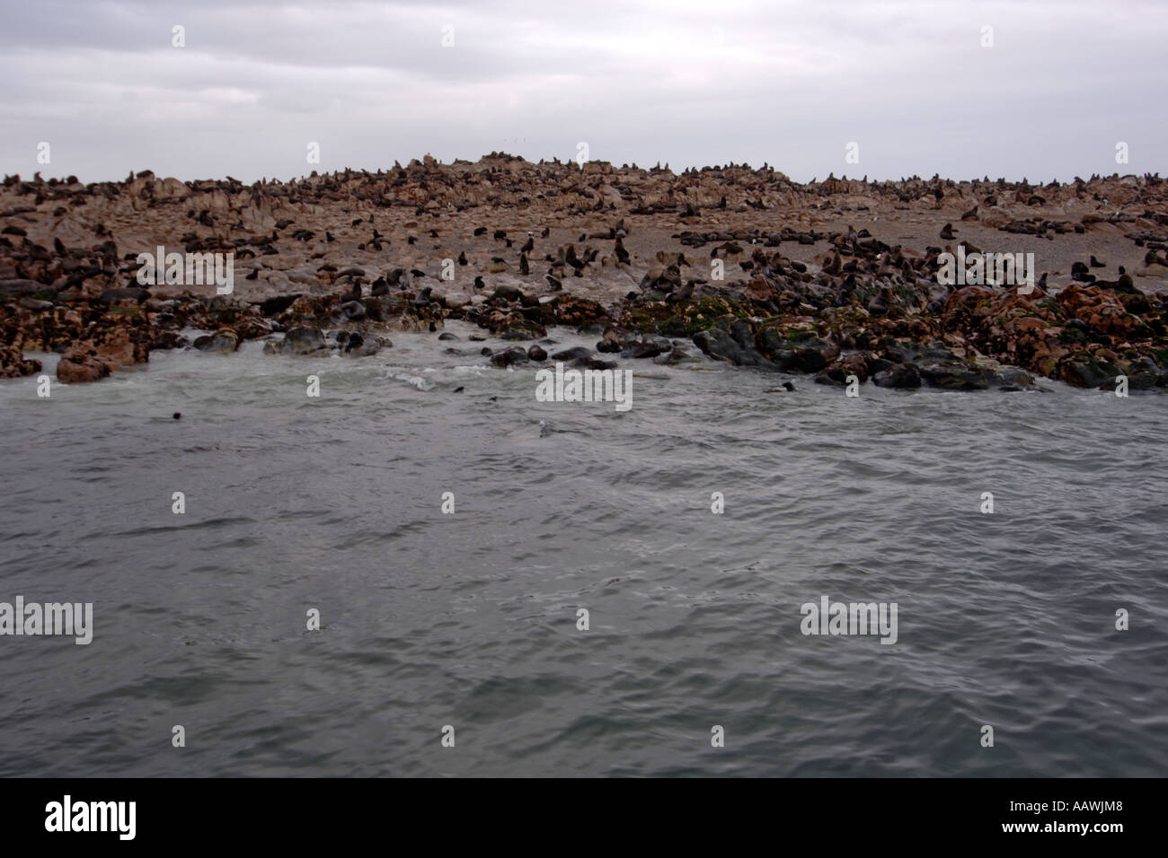 La colonia del capo le foche sull isola di Dyer off Gans Bay in Sud Africa. Foto Stock