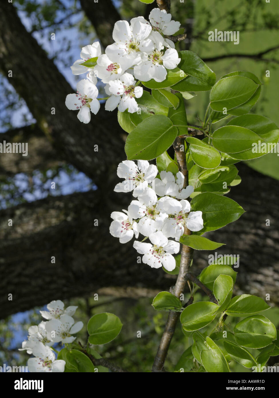 Pear Tree in fiore dettaglio Foto Stock