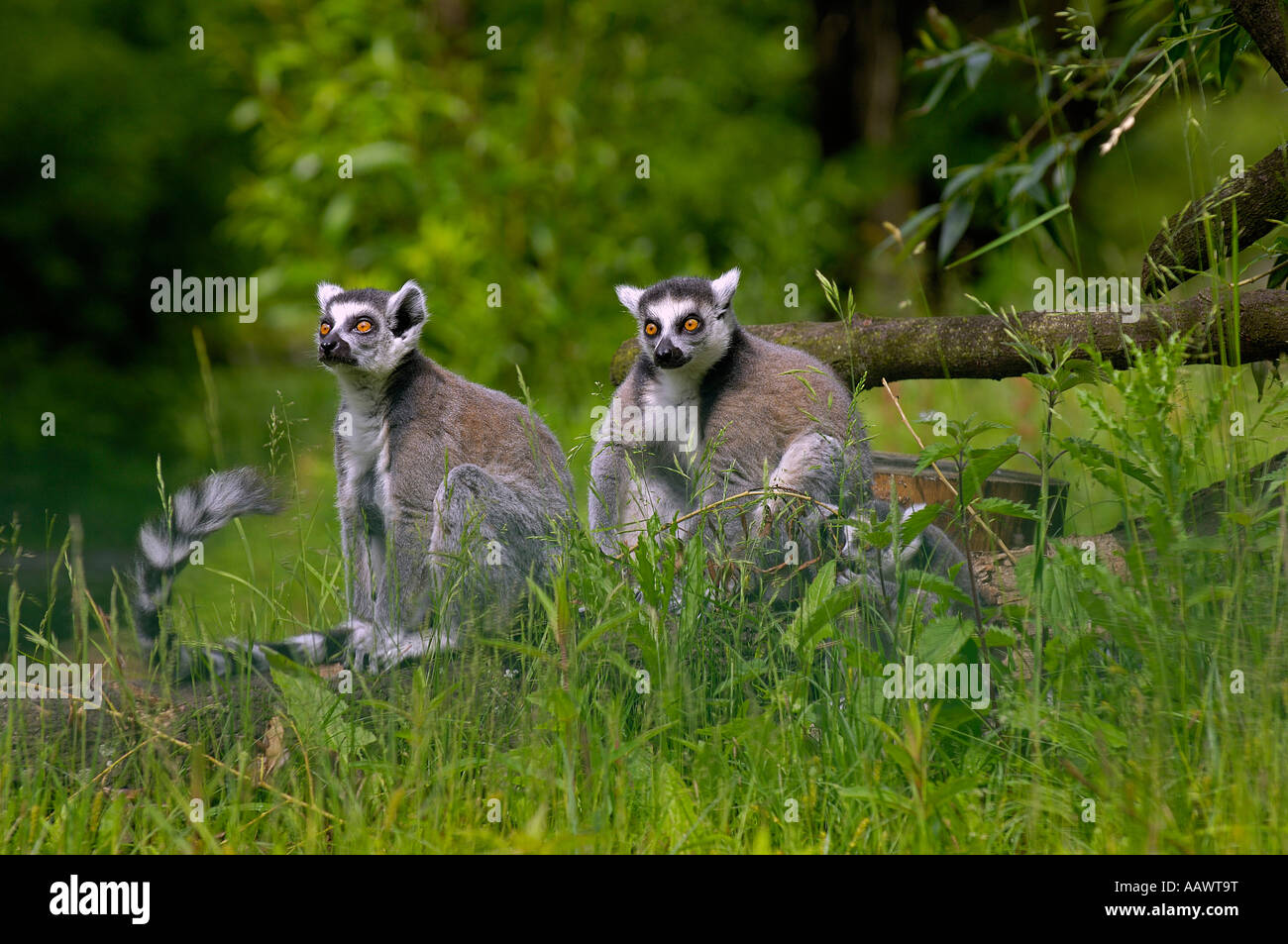 Katta, Lemure Katta Foto Stock