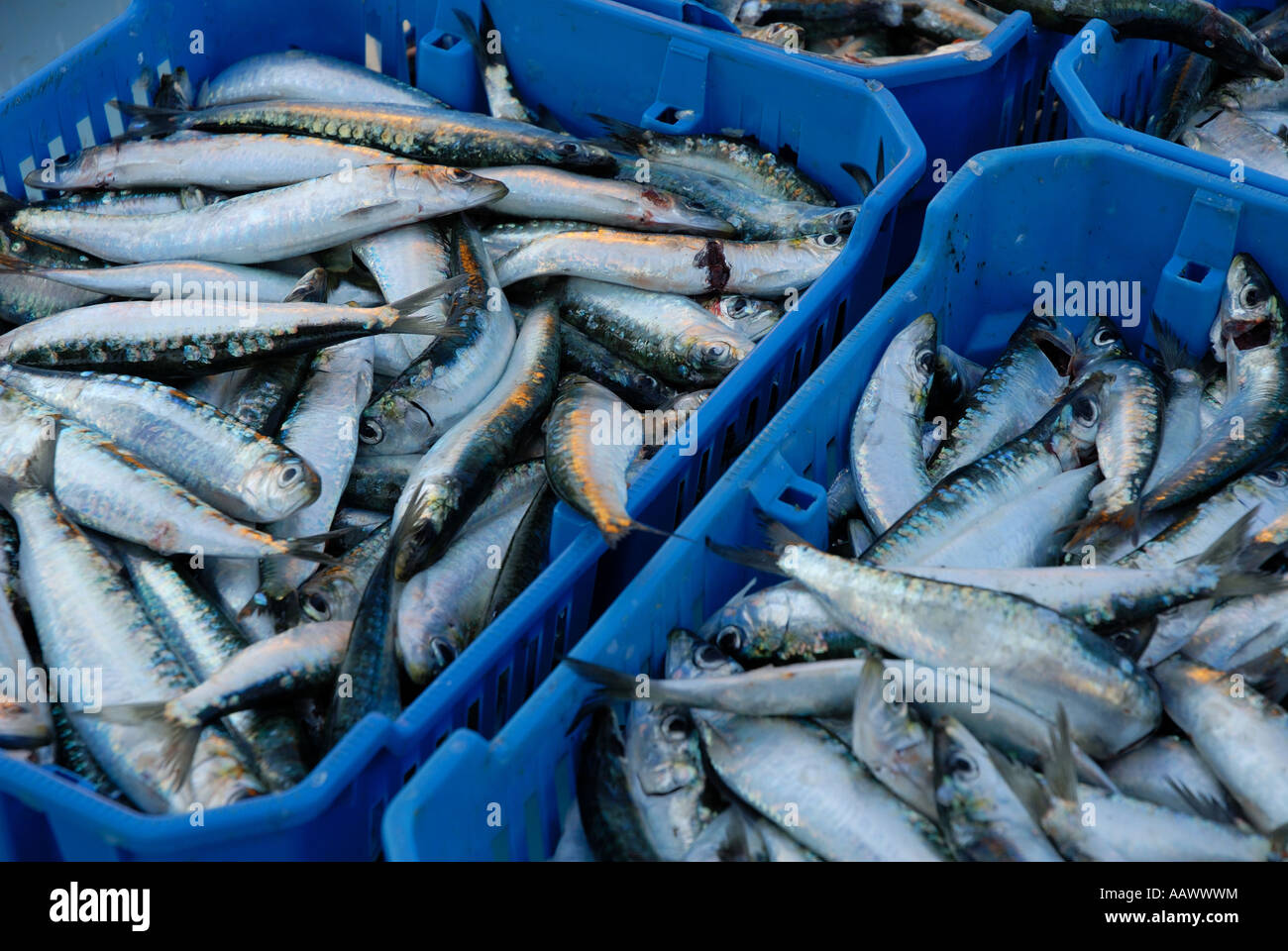 Vendita di pesce, Marsiglia, Provence-Alpes-Côte d'Azur, in Francia Foto Stock