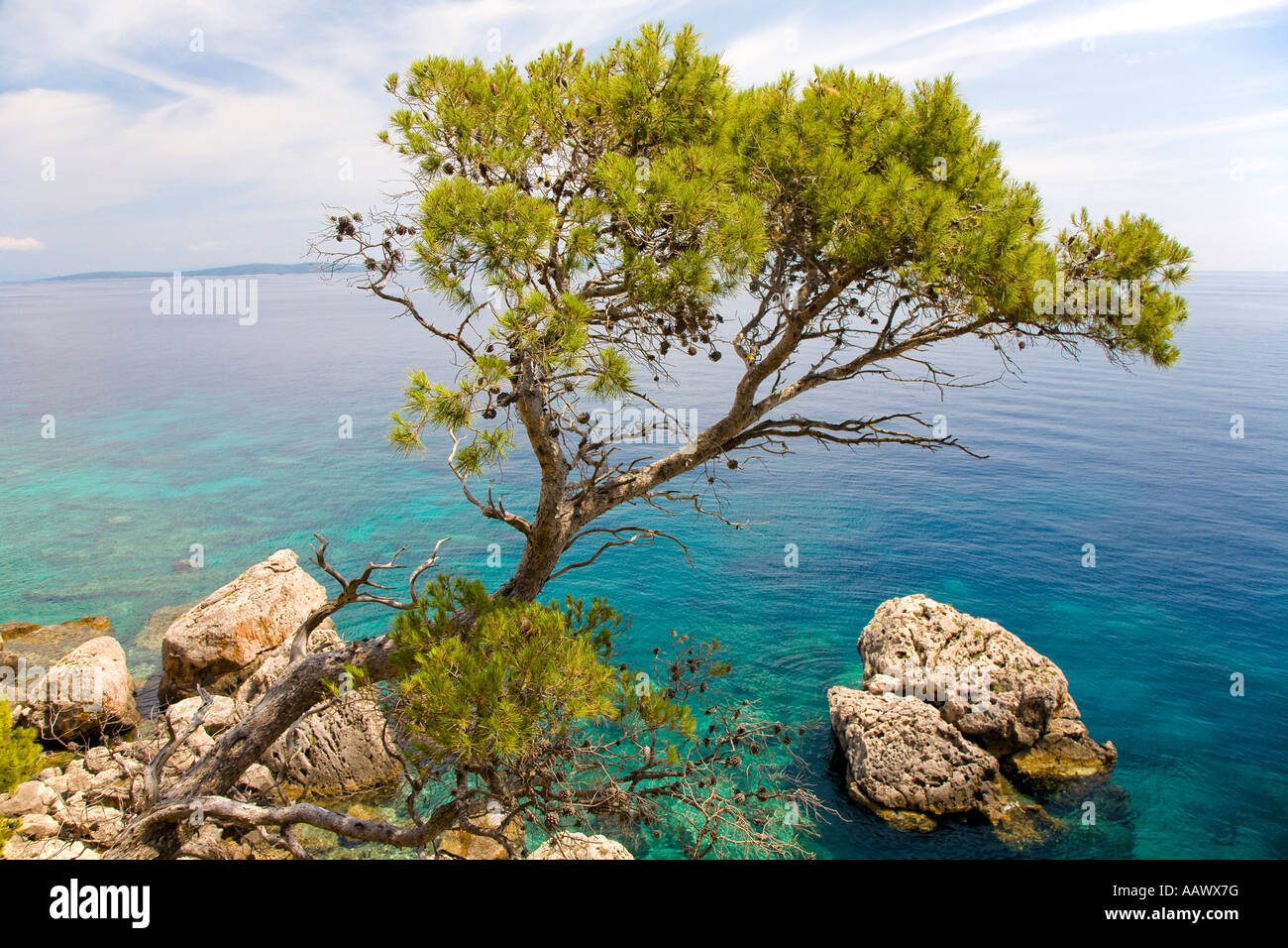 Pino di Aleppo (Pinus halepensis), di fronte al mare turchese, isola Hvar, Dalmazia, Croazia Foto Stock