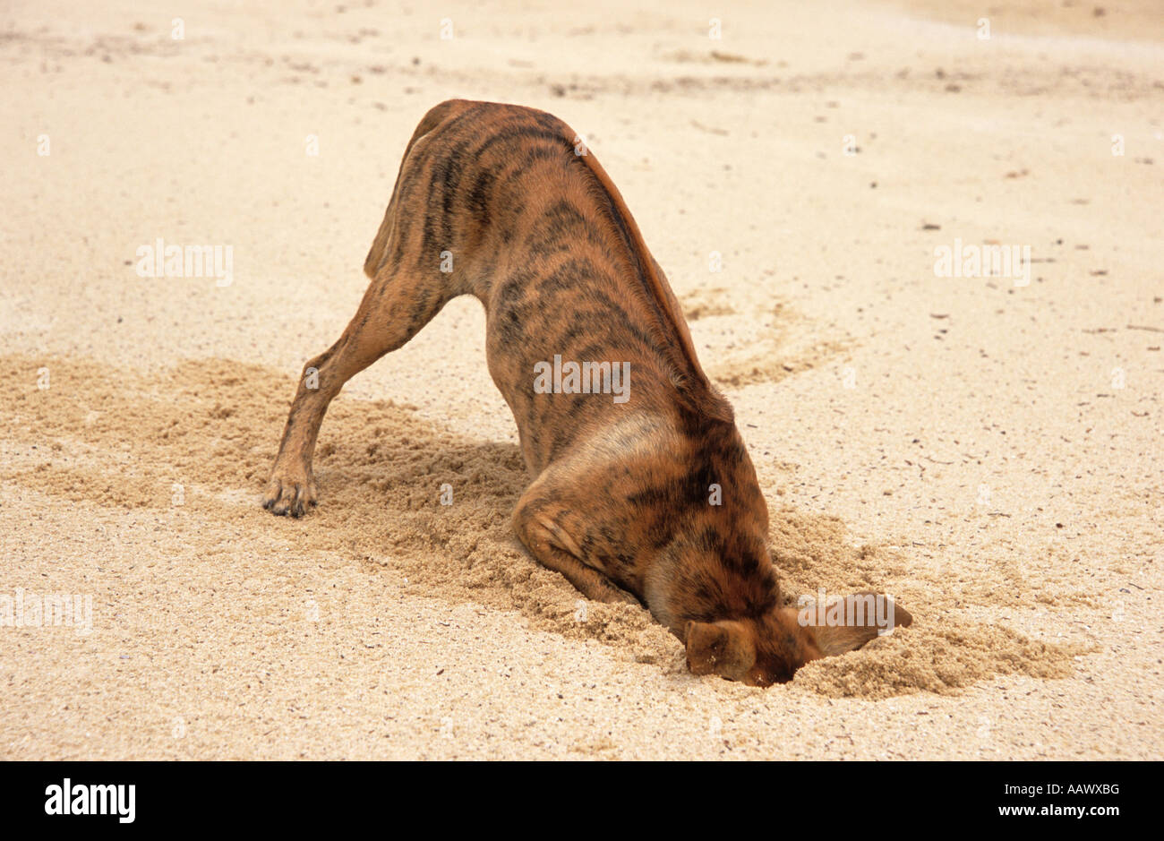L'unità Phu Quoc cane Ridgeback scavando dei granchi Foto Stock