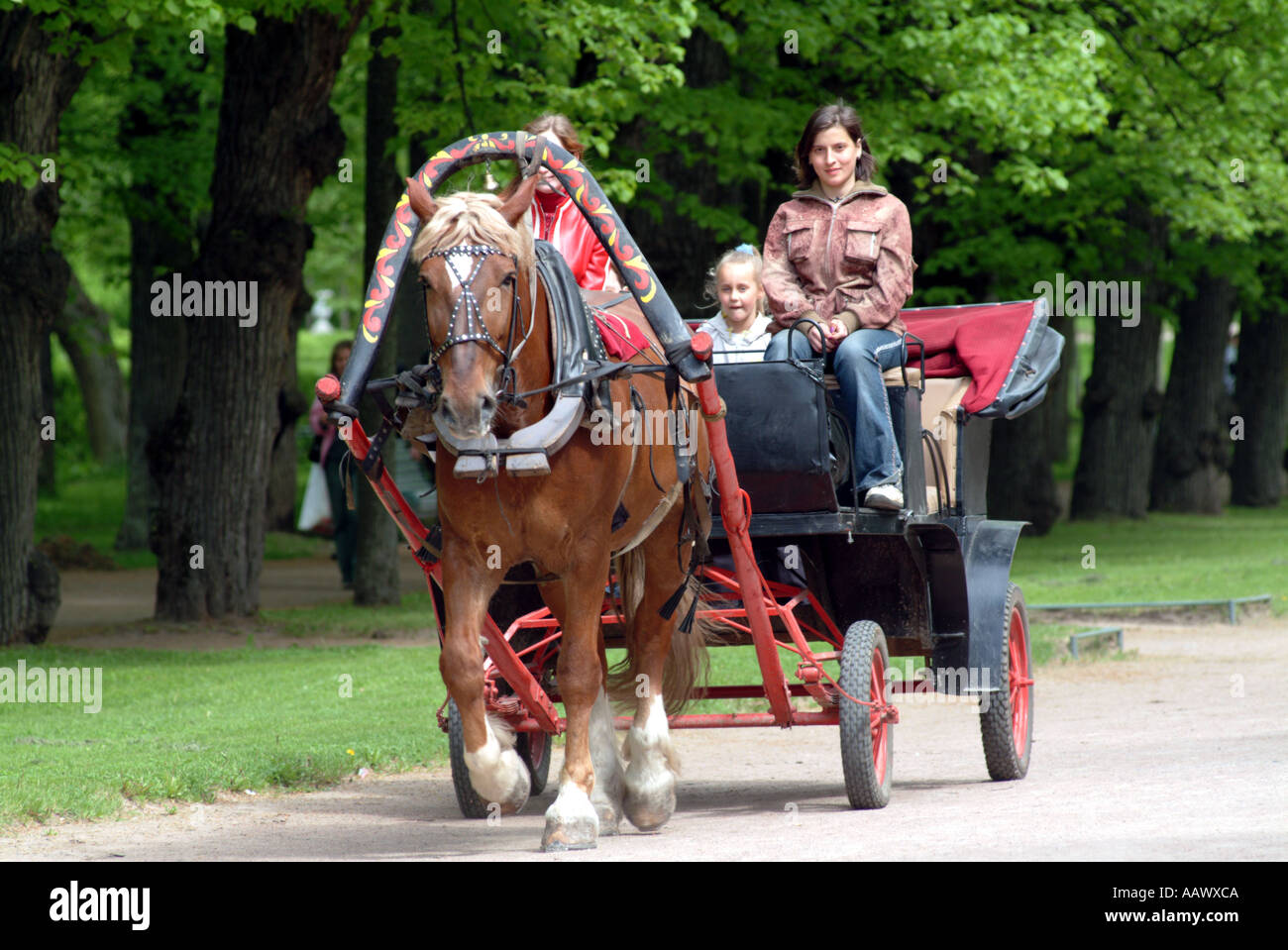 Carro trainato da cavalli al Parco Pavlovsk vicino a San Pietroburgo Russia Foto Stock