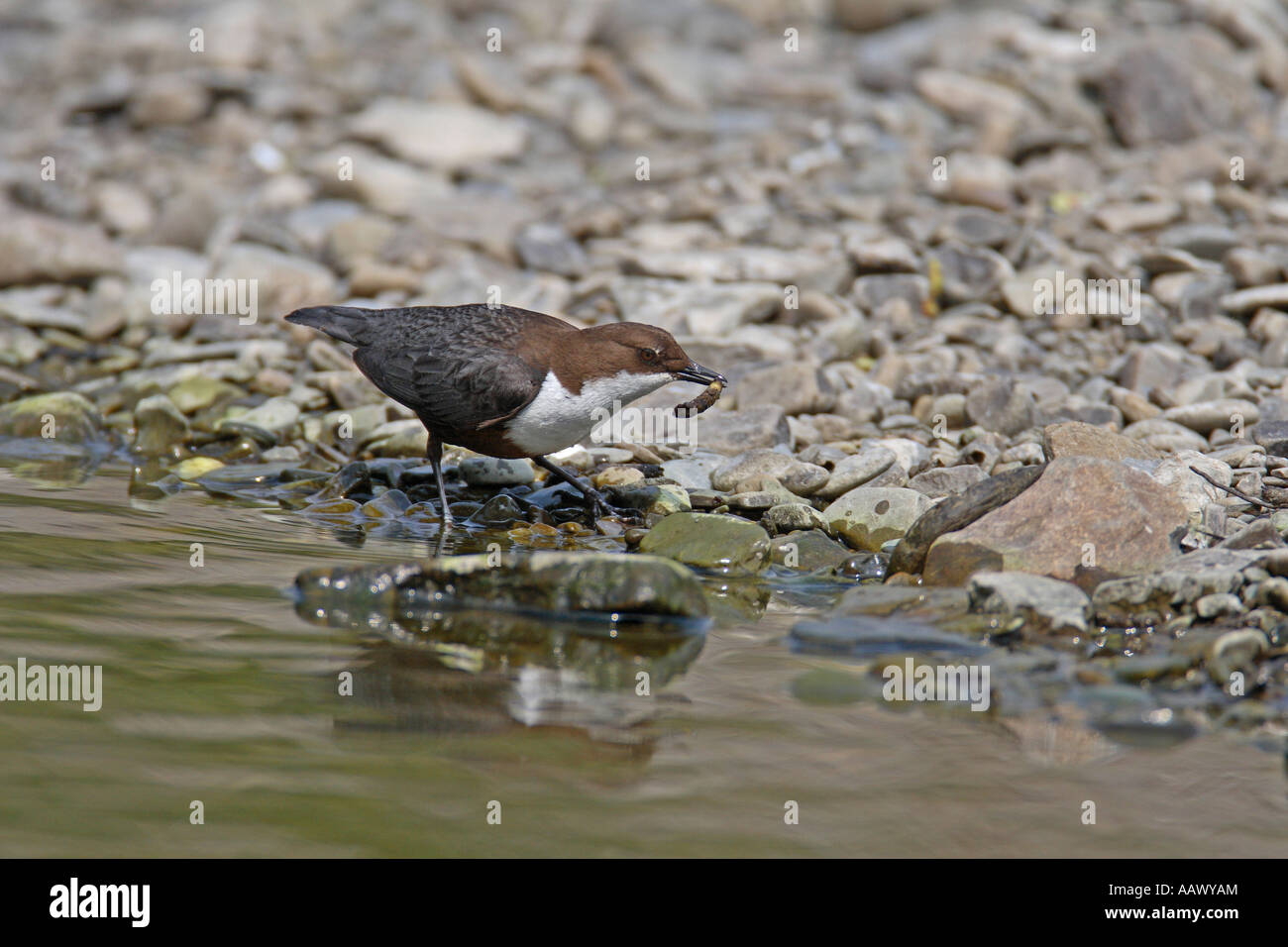 DIPPER Cinclus cinclus colpendo CADDIS GRUB su pietra di rimuovere la custodia Foto Stock