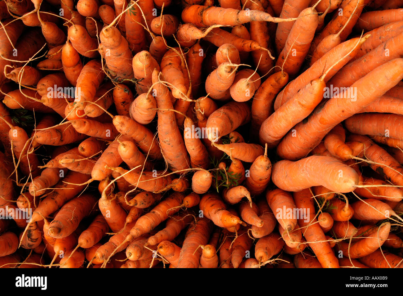Carote Foto Stock
