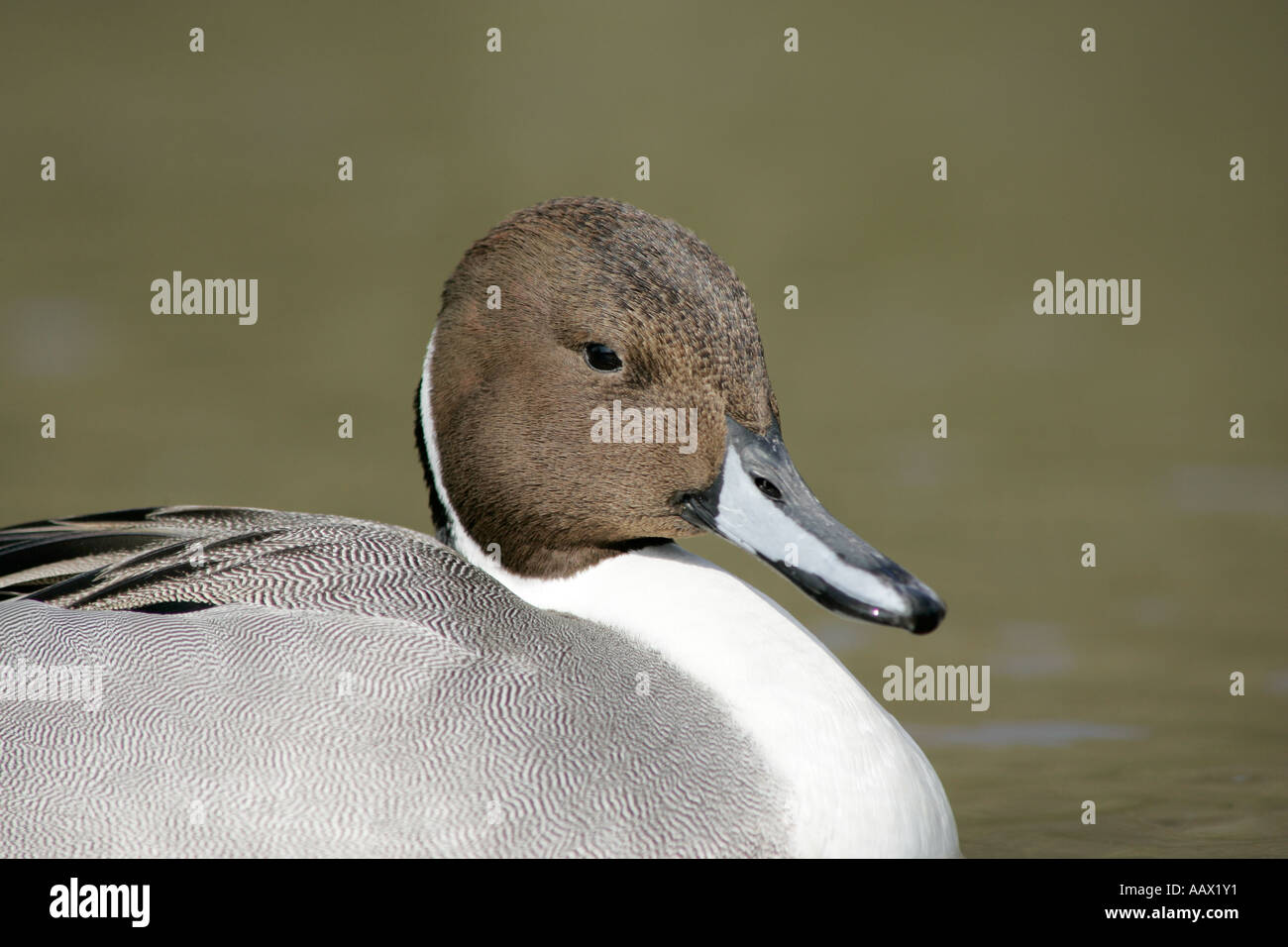 Un unico maschio adulto Northern Pintail duck (Anas acuta) nel profilo Foto Stock