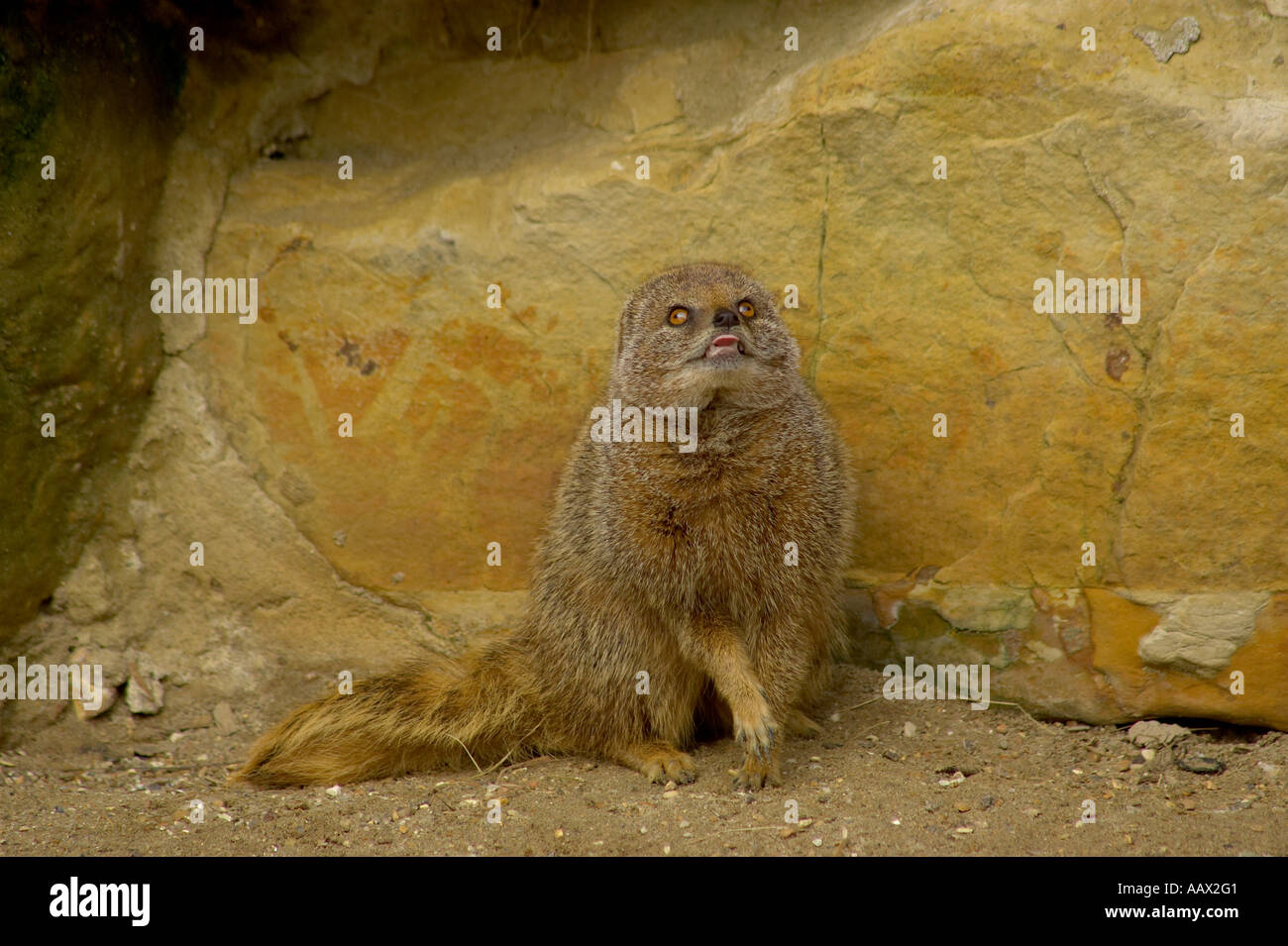 Un singolo adulto giallo (mongoose Cynictis penicillata) appoggiata contro la roccia e guardando in alto con una zampa sollevata Foto Stock