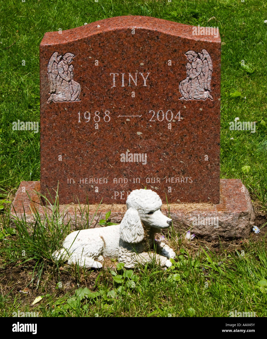 Pietra tombale per il cane piccolo in Hartsdale cimitero di Pet in Hartsdale New York Foto Stock