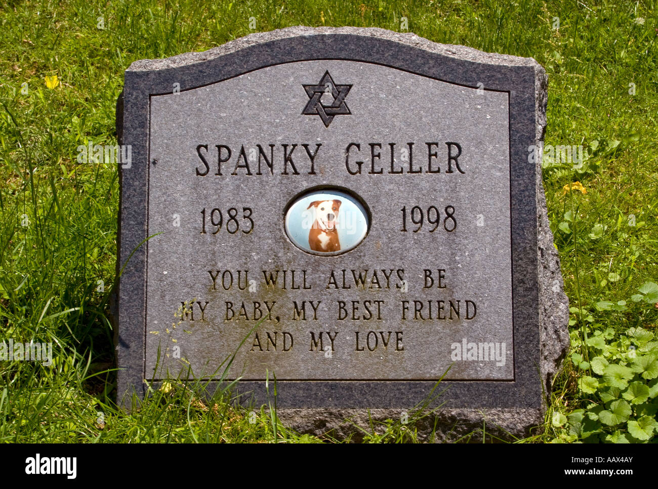 Pietra tombale per il cane Spanky in Hartsdale cimitero di Pet in Hartsdale NY Foto Stock