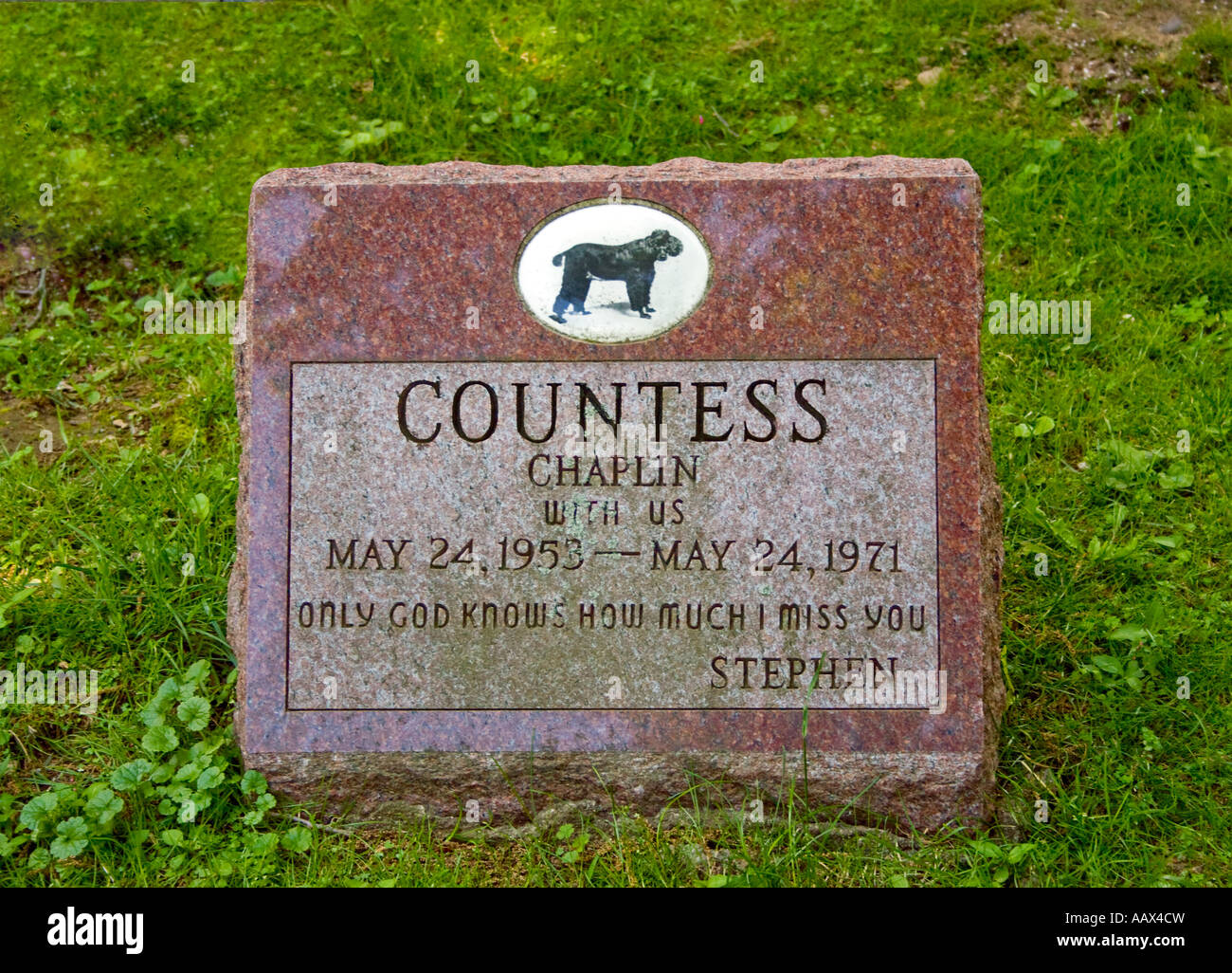 Pietra tombale per il cane la Contessa all'Hartsdale cimitero di Pet in Hartsdale NY Foto Stock