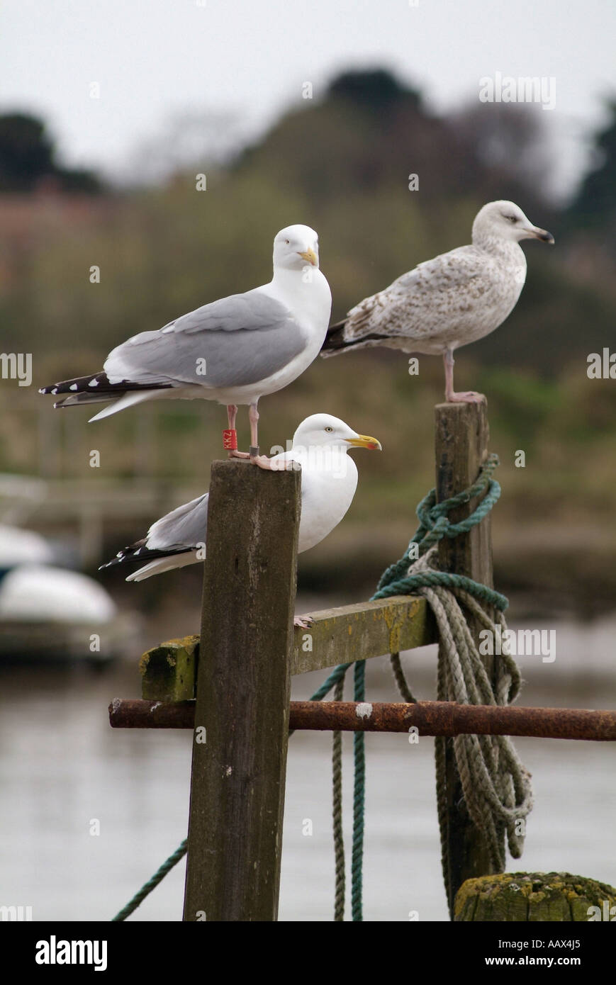 Gabbiani appollaiato su staging in legno Southwold Suffolk Foto Stock