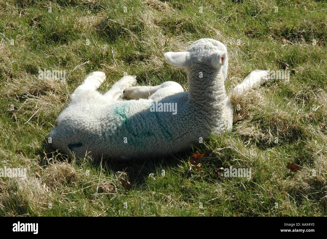 Agnello seduto Foto Stock