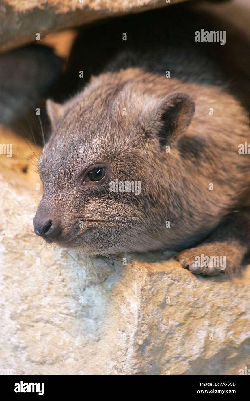 Un singolo adulto Rock Hyrax (Procavia capensis) fa capolino fuori dalle rocce. Foto Stock