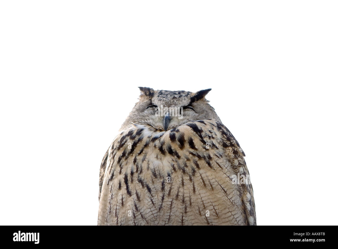 Gufo Foto Stock